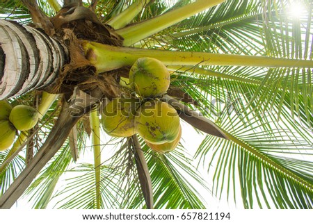 Palm tree with coconuts top view. Raw coconuts growing on palm tree. Sweet drink coco water. Tropical fruit nut on tree. Coco palm leaf. Tropical island banner template. Exotic leaf on sky background