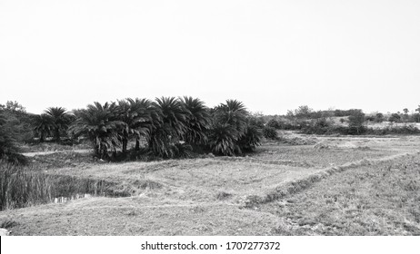 palm tree in corn field