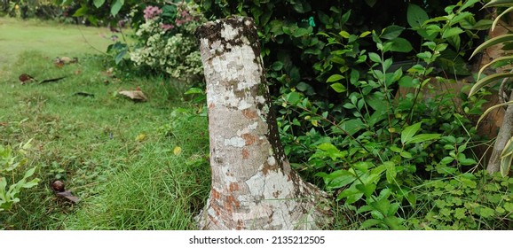 Palm Tree Cut In Half