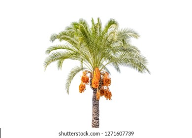 Palm tree cut out on white background. Jungle objects set.