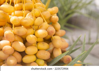 Palm Tree with date fruits