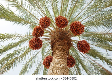 Palm Tree With Dates