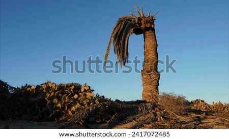 Palm tree dead due to too much heat and drought caused by climate change