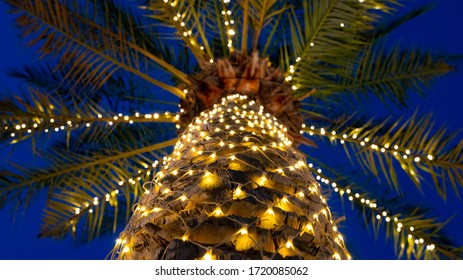 Palm Tree Decorated With Light In Doha Qatar For Ramadan