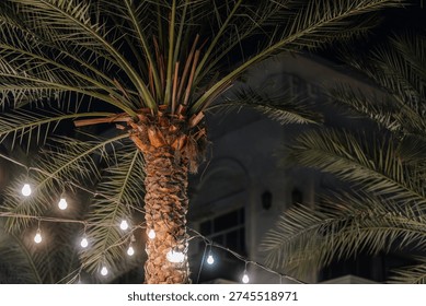 Palm tree with decorative string lights at night, featuring a blurred building in the background, creating a tropical outdoor atmosphere