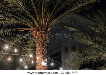 Palm tree with decorative string lights at night, featuring a blurred building in the background, creating a tropical outdoor atmosphere