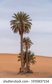Palm tree in the desert