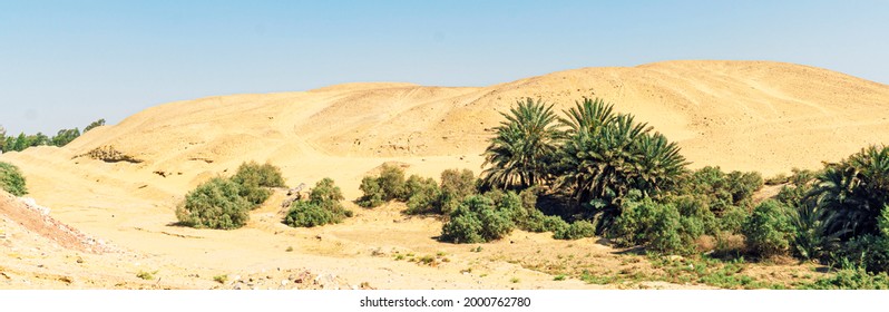 Palm Tree In The Desert With Sand Dunes And Blue Cloudy Sky. An Oasis In The Middle Of An Arid Desert. Beautiful Desert Landscape