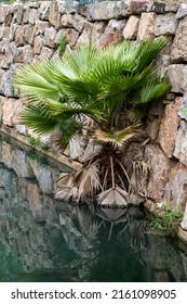 Palm Tree Emerging From A Groove In The Wall At The Water's Edge