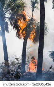 A Palm Tree Engulfed In Flames As Fallen Fronds Start New Ground Fire.