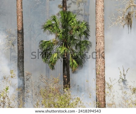 Palm Tree Engulfed in Smoke During a Controlled Burn in Florida Forest                             