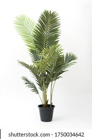 Palm Tree , Fern Green Vase In Black Pot Without Shadow On White Background