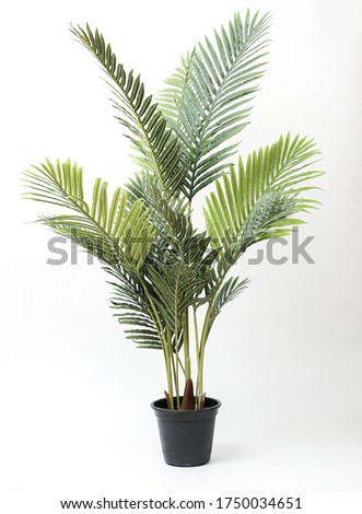 palm tree , fern green vase in black pot without shadow on white background