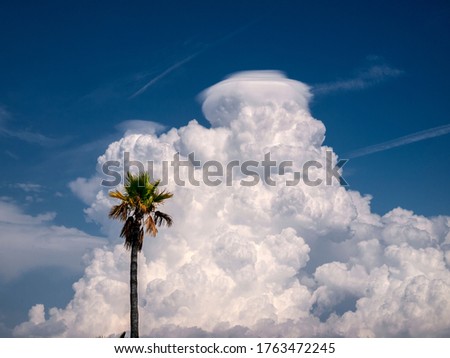palm tree in the foreground, with a large white cloud of vertical development behind, clouds covered by a kind of hat called pileus