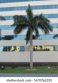 Palm tree in front of a building