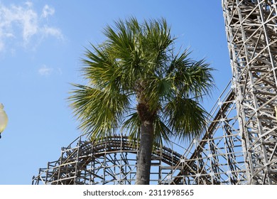 Palm Tree in front of Rollercoaster