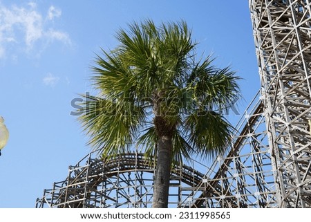 Palm Tree in front of Rollercoaster