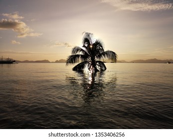 A palm tree in front of the sunset