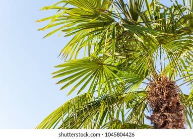 Palm tree of the genus Sabal palmetto against the blue sky