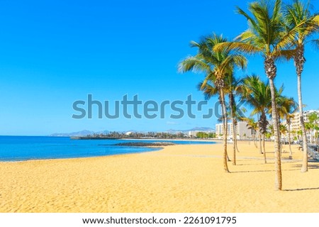 Palm tree at golden sand beach . Playa Reducto in Arrecife Lanzarote . Typical tropical coast with palms Foto stock © 