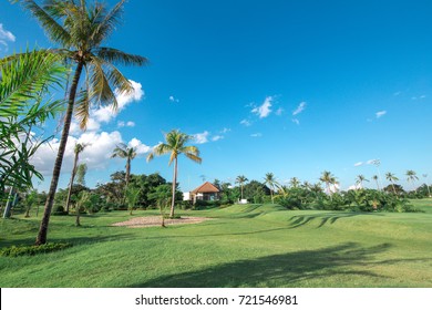 Palm tree in the golf course