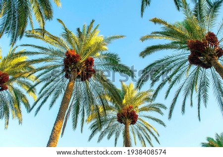 Palm tree with green leaves and growing dates on them. Beautiful palms with dates on blue sky background. Bottom view
