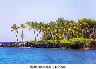 Palm Tree Grove On Kona Coast Stock Photo Shutterstock