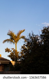 Palm Tree Growing In Suburbia.