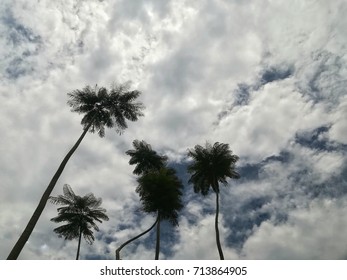 palm tree with heavy cloud as the background