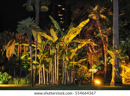 Palm tree iluminated at night Imagine de stoc © 