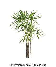 Palm tree isolate on white