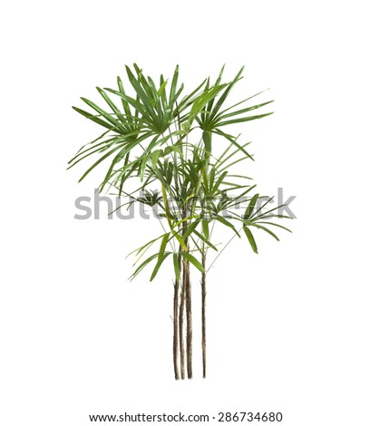 Palm tree isolate on white