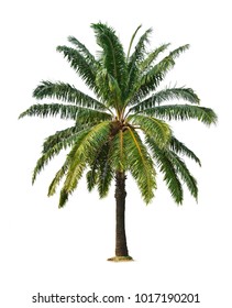 Palm tree isolated on white background (African palm oil)  for park or garden decoration