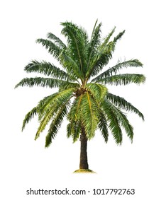 Palm tree isolated on white background (African palm oil) for park or garden decoration