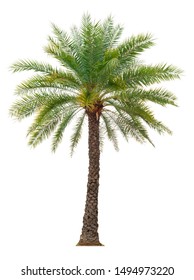 Palm Tree Isolated On White Background Stock Photo 1494973220 ...
