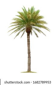 Palm tree isolated on white background with clipping paths for garden design. Tropical trees popularly used to decorate the garden outside the building.