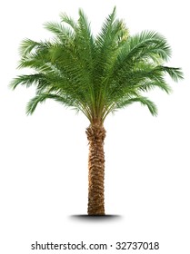 Palm Tree Isolated On White Background