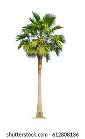 Palm tree isolated on white background. Clipping path included - Shutterstock ID 612808136