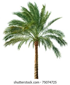 Palm Tree Isolated On White Background Stock Photo 75074725 | Shutterstock