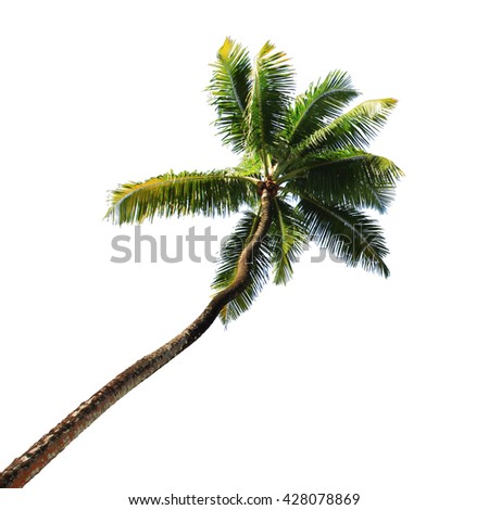 Palm Tree Isolated On White Background Stock Photo (Edit Now) 428078869