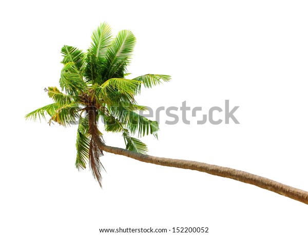 Palm Tree Isolated On White Background Stock Photo 152200052 | Shutterstock