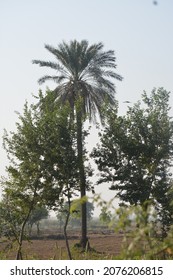 Palm Tree Jangle Forest Tree 