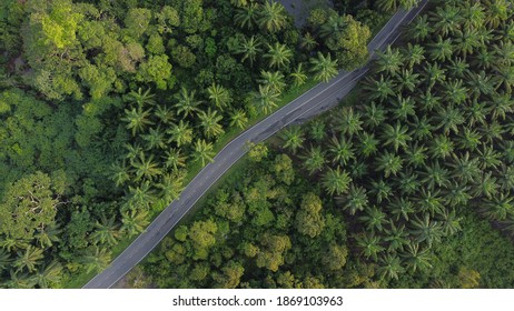 Palm Tree At Kampung Padang