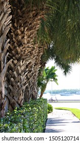 Palm Tree At Key West With Bike And Water Faded In Background