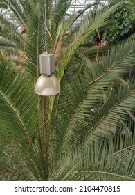 Palm Tree With A Lamp In The Miidle. Recreation Of A Tropical Climate In A Palmhouse. Many Green Striped Leaves. Ecology Concept. Vertical Photo. High Quality Photo