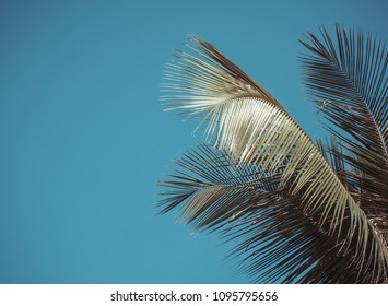 Palm Tree Leaf Background White And Black Texture Silhouette, Branch Realistic Tropical Coconut Leave Isolated, Beautiful Summer Nature Wallpaper With Sky