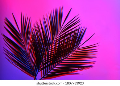 Palm Tree Leaf. Night Club Background. Tropical Night Party.