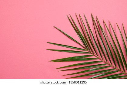 Palm Tree Leaf Pink