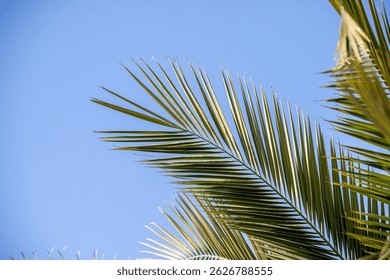 A palm tree leaf is shown in front of the ocean. Concept of tranquility and relaxation, as the palm tree and ocean create a peaceful and serene atmosphere