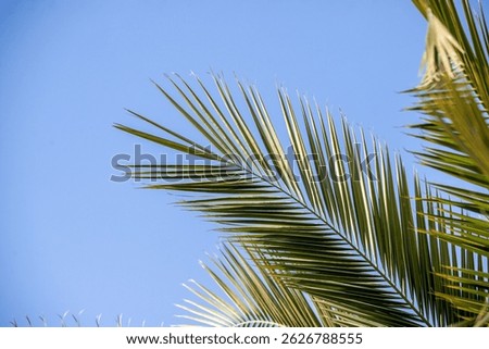 A palm tree leaf is shown in front of the ocean. Concept of tranquility and relaxation, as the palm tree and ocean create a peaceful and serene atmosphere